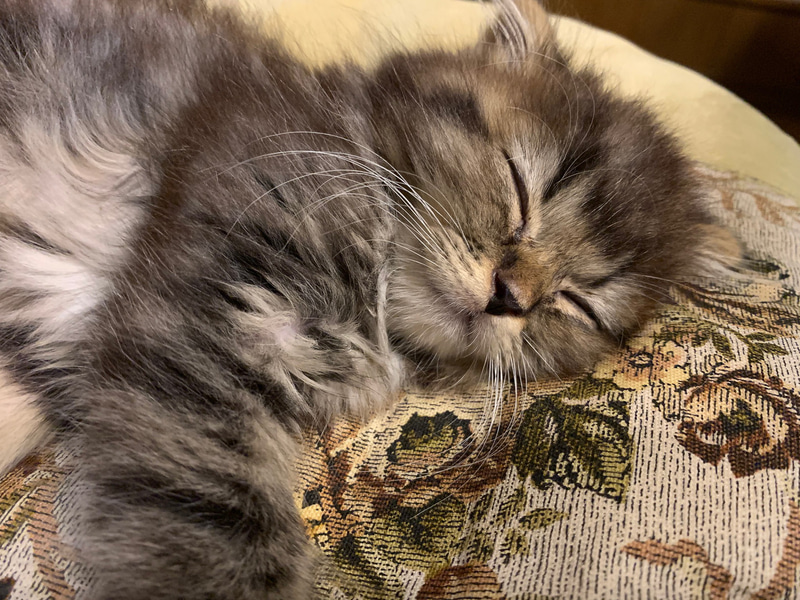 最後にみるみる成長しているムクの近況を。遊びたくてしようがないらしく、帰ると足に絡みつきながら走り回っています。サスケさんはめんどくさがりながらもかわいがってくれてます