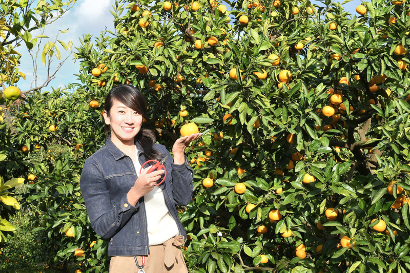 宇佐美海岸と亀石峠の中間地点の傾斜地にある菊間園。ここでは早生みかんのみかん狩りを楽しませていただいた。景観もよい菊間園の入園料（食べ放題）は大人500円、子供（3歳～小学生）400円