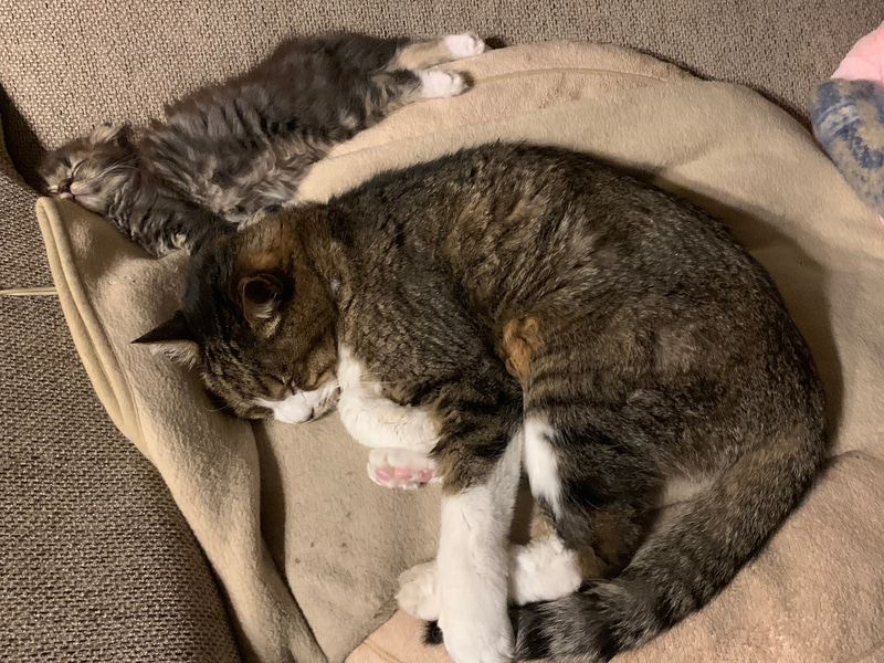 イベント盛りだくさんの中、のんびり昼寝中のムクとサスケ。たまに遊んでもらってます