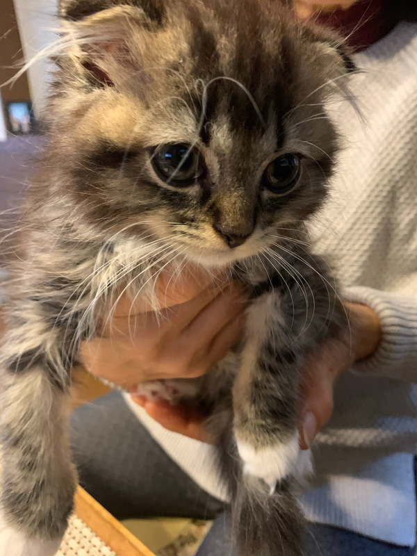 こちらは本日のムク。赤ちゃんからすっかり子猫になり、ヤンチャぶりを発揮してサスケやトバを追いかけまわしています