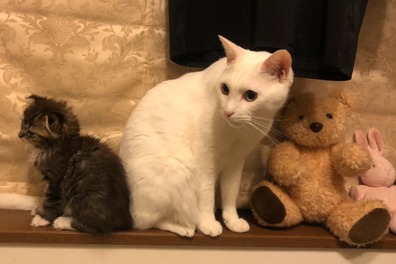 左からムクとトバと誰か。……誰だろう？