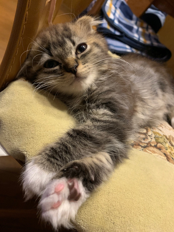 わが家に新たにやってきたムク。ウチジュウ暴れまわって大騒ぎ！