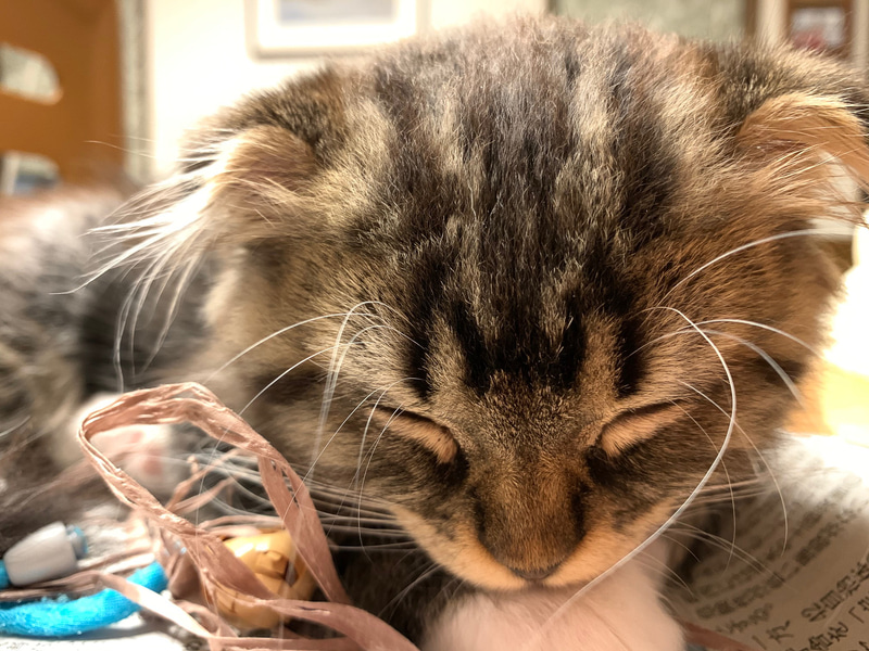 最近のムク。だんだんネコらしくなってきた。とはいえ、相変わらず好奇心旺盛で、走りまわって、遊びまわって、遊び疲れては寝ています