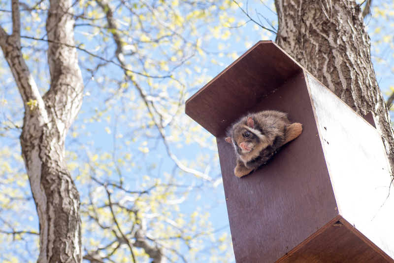 森の中に用意された15個のコンテンツで「遊ぶ」「寛ぐ」「撮る」「学ぶ」が体験できる