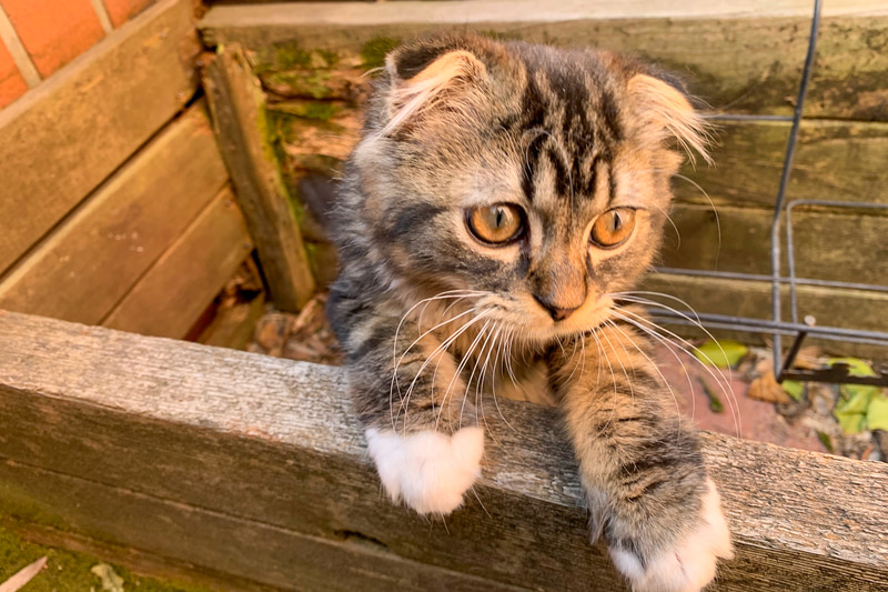 久しぶりのムク。幼稚園児から小学校高学年ぐらいになって、遊び方も少しずつ変わってきた。わが家のアイドルというところは変わらない