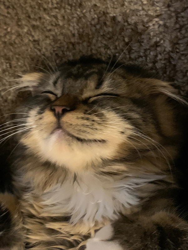 ムクです。癒されています。でも時折「遊んで、遊んで！」攻撃にヘロヘロになっています