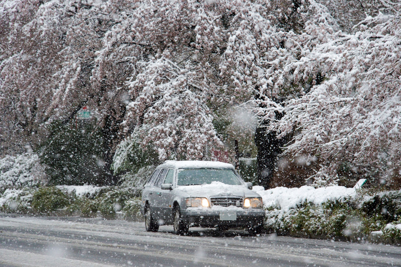 国立市内の大学通りにある桜並木は、重たい雪が降り積もったせいで枝垂れ桜のようになった