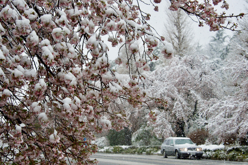 国立市内の大学通りにある桜並木は、重たい雪が降り積もったせいで枝垂れ桜のようになった