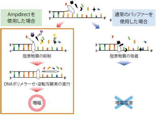 2019新型コロナウイルス検出試薬キットはRNA精製を不要にするAmpdirect技術をベースに開発。生体試料に含まれる正電荷物質（ある種のタンパク質など）は鋳型（DNA/RNA）に、負電荷物質（ある種の糖、色素など）はポリメラーゼ（DNA）に吸着し、PCRを阻害すると考えられており、Ampdirectにはこれらの物質を抑制する働きがあるため、生体試料から直接RT-PCRが可能になるという