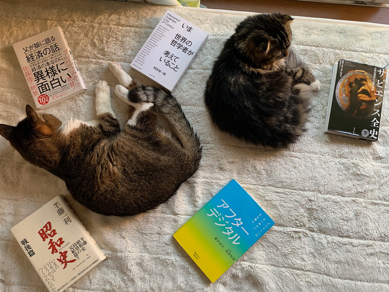 そんなことできるわけないと思っているネコたち