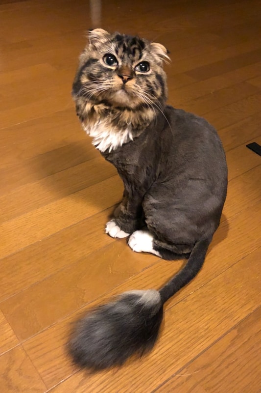 ムク。ひそかにライオン丸と呼んでます