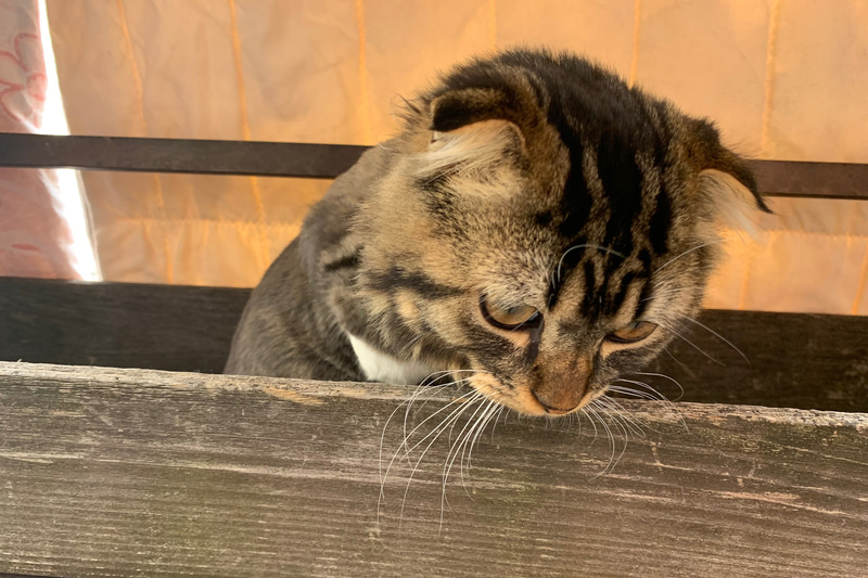 遊びたい盛りのムク。かくれんぼしてます