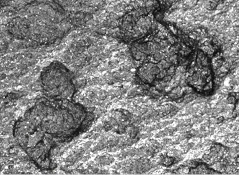 実際の顕微鏡写真