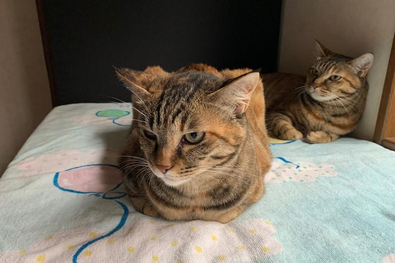 ウメとモモ。たぶん、前にいるのがウメだと思う。そっくりなので分かりません