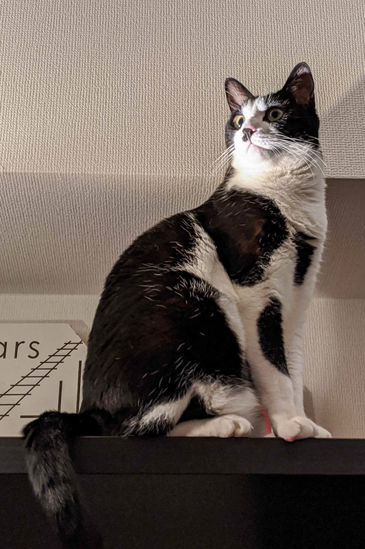 こちらは無駄にライトアップされて凜々しい顔をしているうちのハチワレくんです