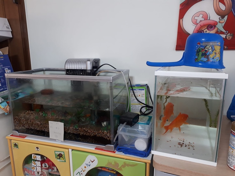 さすがに500mlのペットボトル容器には入らなくなりましたが、大きい水槽を洗うときには小さい水槽があるので便利です