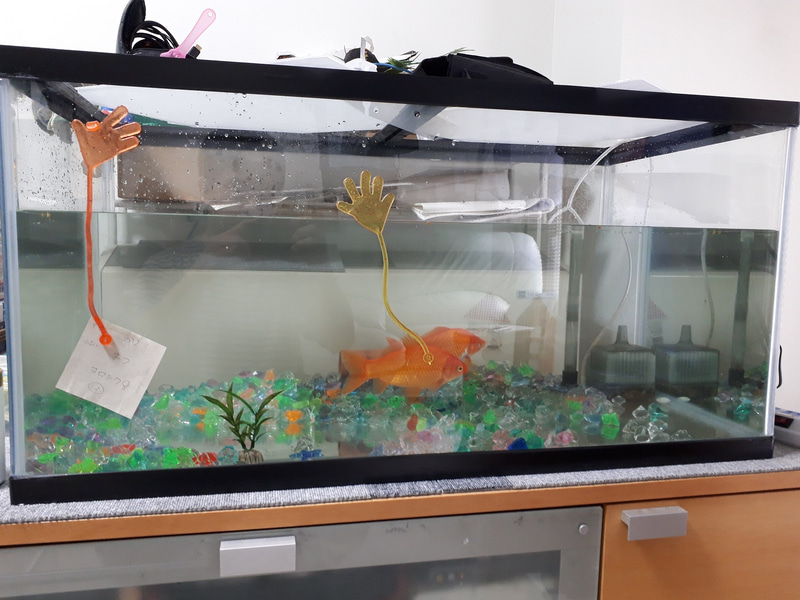 余談ですが、同じ水槽に入れてはいけないと知らず、一緒に飼っていたメダカたちは、この2匹が食べちゃいました……（泣）