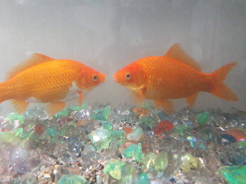 お祭りの金魚すくいでとってきたので、大きい方が「おり」、小さい方が「まつ」です