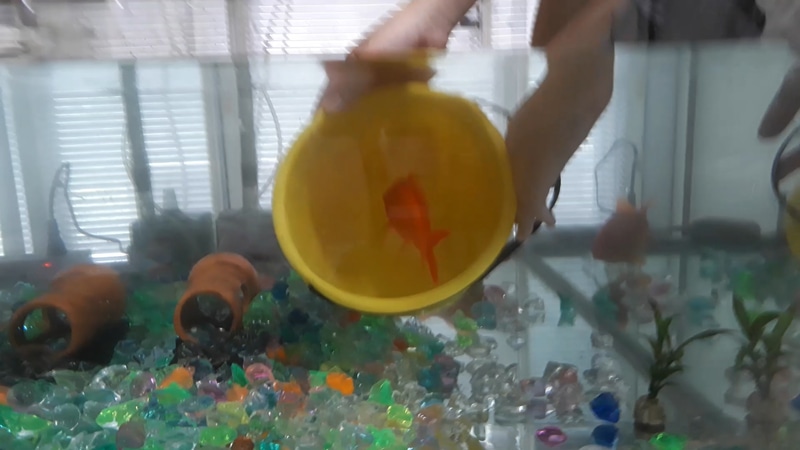 金魚の引っ越し。普段の水交換や清掃は一切しないのに、こういったメインイベントだけはやりたがる子供っていったい