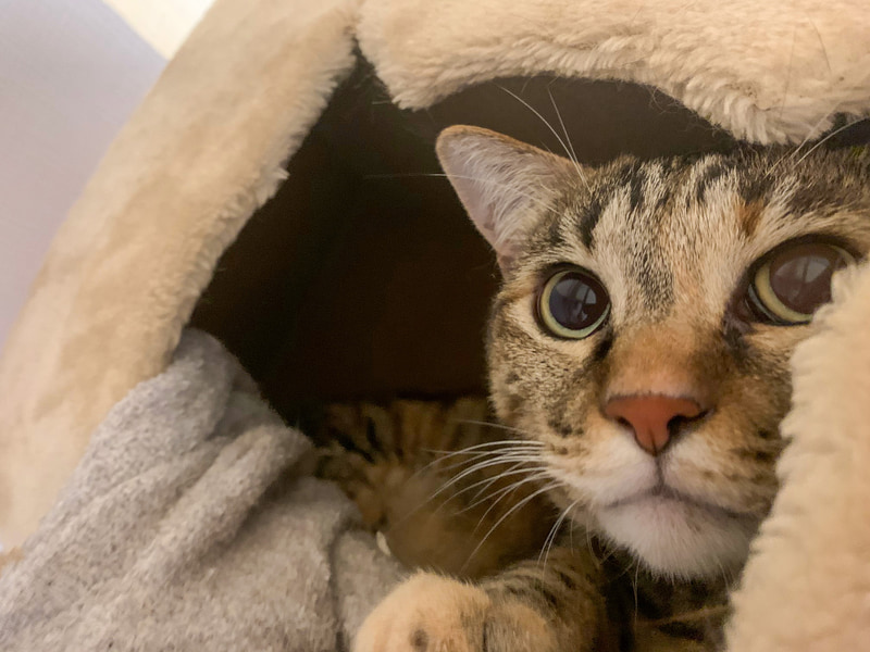 我が家に居候していたウメ。実家に帰ってホッとしているところです