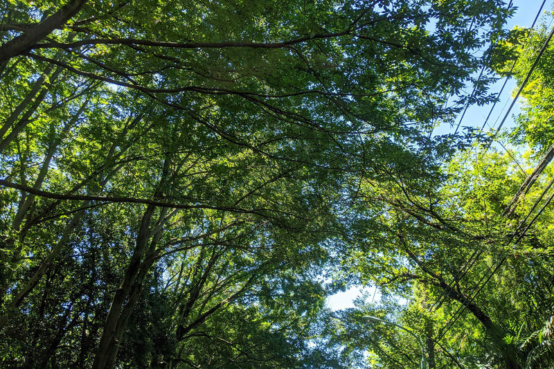 緑豊かな高原に行きたい