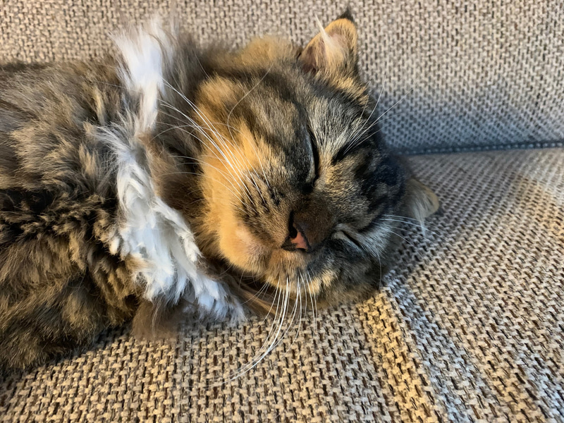 「遊ぼうよう」とよく誘いに来ます。遊び疲れるとスヤスヤ。この隙に爪切りを……。最近のムクでした