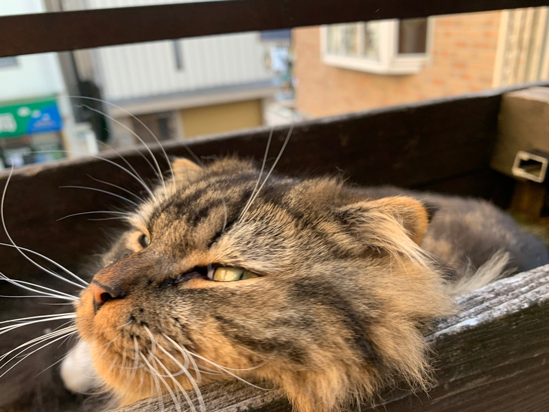 気候がよくなってノビノビしているムクでした