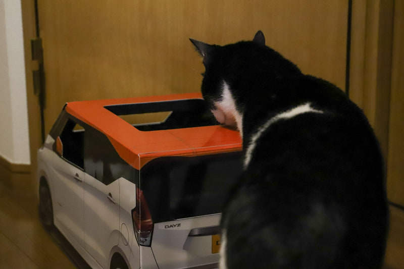 撮影中から興味津々。「ちょっと待ってくれたら遊べるから……」と思っていたら、そのうち興味を示さなくなってしまった。これぞ猫の気まぐれか……