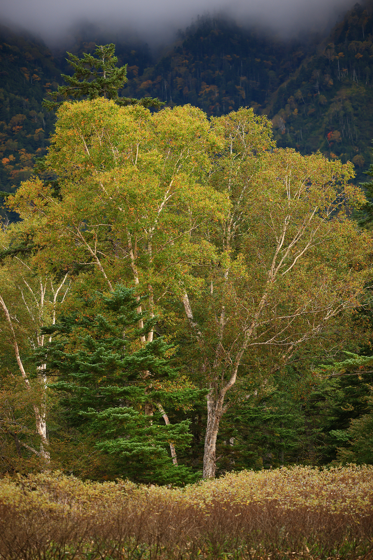 色づき始めた木々と山から降りてくる雲。RAW現像時にハイライトをプラスしてダケカンバの幹のコントラストを上げた。　EOS R5　RF70-200mm F2.8 L IS USM　ISO200　f2.8　1/400秒　PL
