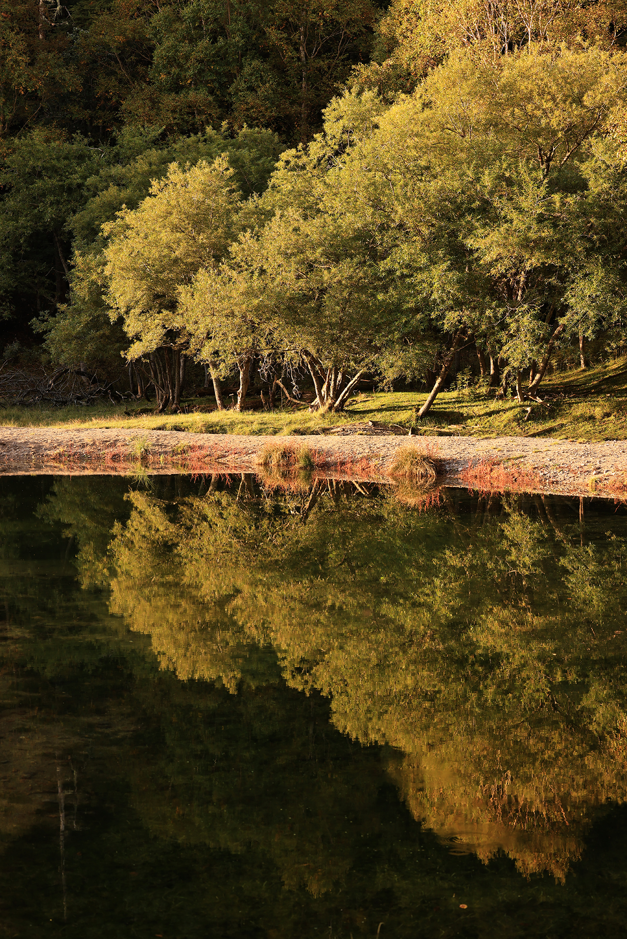 静まり返った水面に木々を写し込んだ。雲の隙間から差す光が一番いいコントラストを生む瞬間を待った。　EOS R5　RF70-200mm F2.8 L IS USM　ISO200　f8　1/40秒　PL