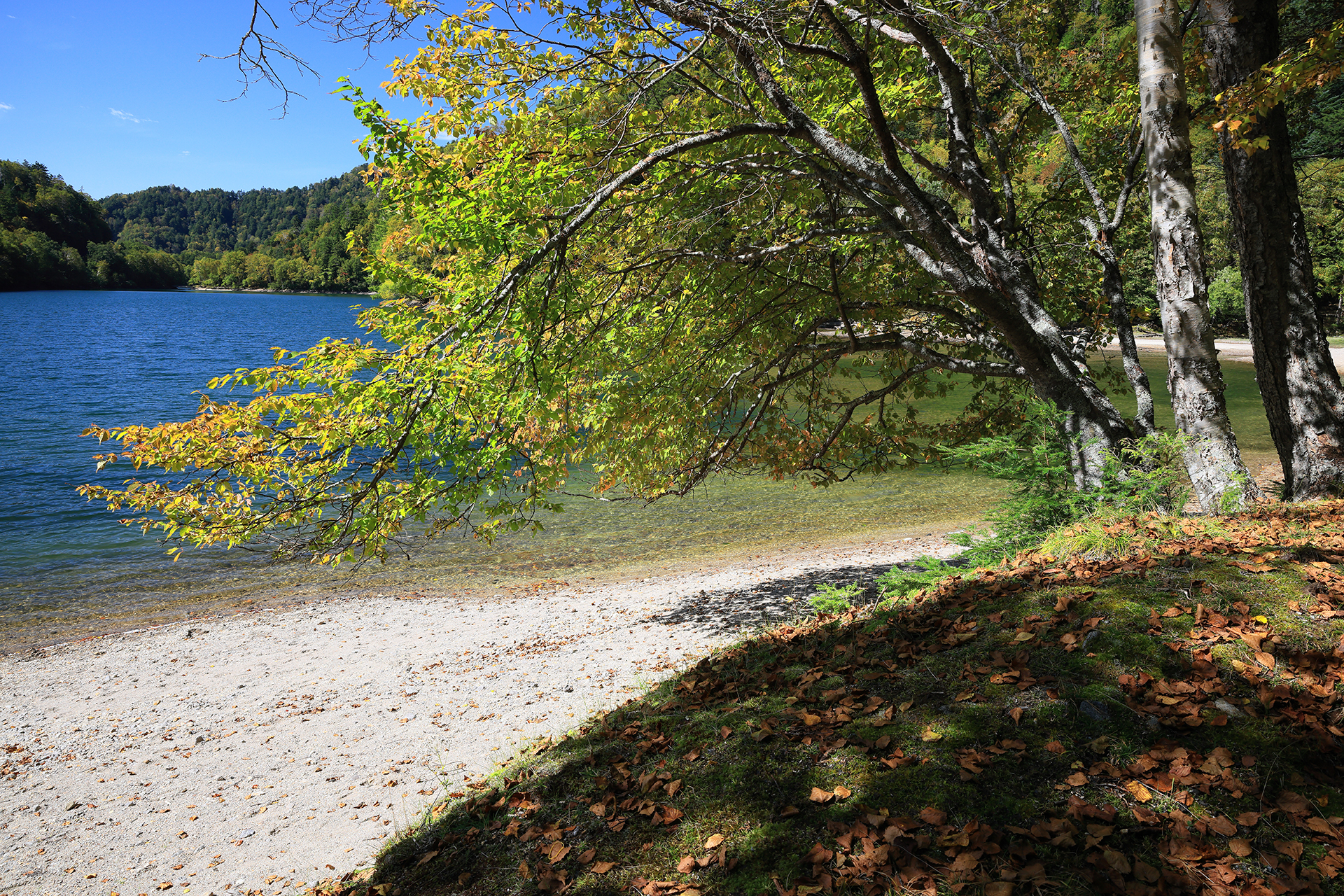 菅沼に向かって伸びる紅葉。横と斜めに走る画面上のラインを上手くバランスさせるように注意している。　EOS R5　RF24-70mm F2.8 L IS USM　ISO200　f11　1/40秒　PL