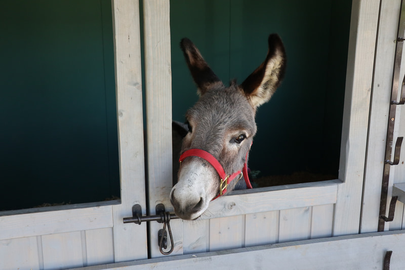 ロバの「ランド」はランドローバーにちなんで名前をつけた。いつでもエクスペリエンスセンターにいるという