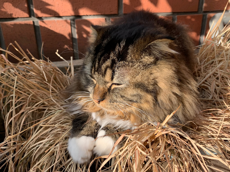 面白かった、でもツカレタヨーとムクは言っとりました。もう寝ます