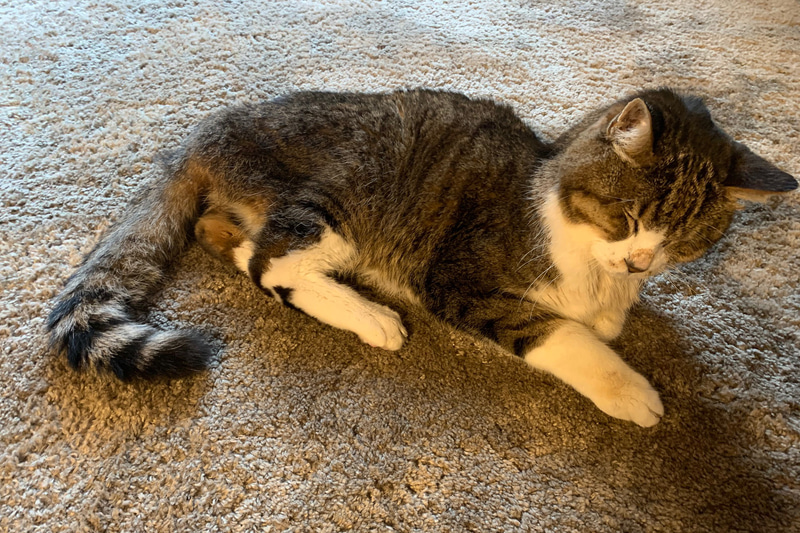 サスケさん、夢中でネズミを追いかけている夢でも見ているんでしょうか