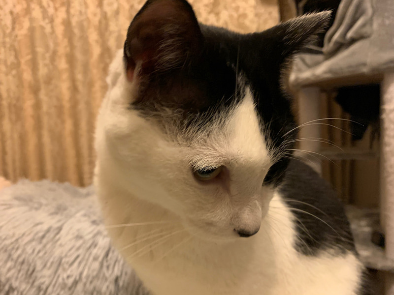 タイガーは相変わらずお客さんがくるとアッと言う間に姿を消します。誰も分かりません