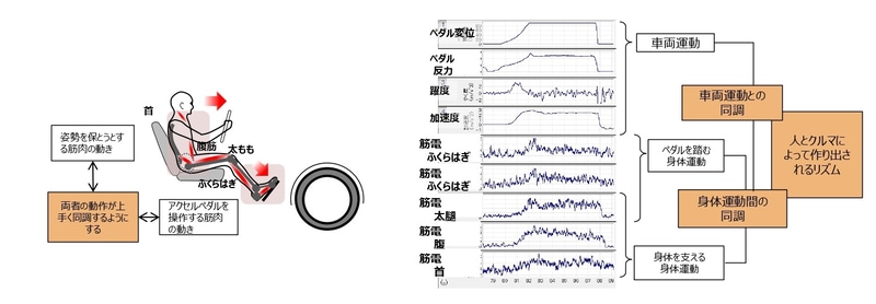 今回アクセルペダルの踏力を重くするきっかけになったのが、足だけの筋肉で考えるのではなく、アクセルペダルを踏んだ直後に加速が始まることで、人間は無意識に体を支えようと腹筋や首の筋肉も使用していることに着目。これらの動きを同調させることで1つのリズムとなり、よりクルマと人の一体感も増すと考えたからだという。そこからさらに研究し、実際に筋肉から出る電気信号なども計測しながら、いろいろなペダル踏力を試してみた結果、3Nほど増やしたペダル踏力が最適だったという。まさに驚きの研究である
