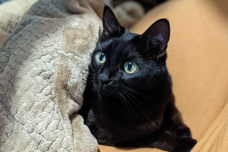 たまに、コタツの上掛けの隙間からうま～く上半身だけ出てきます。それにしても最高にカワイイなうちの猫……