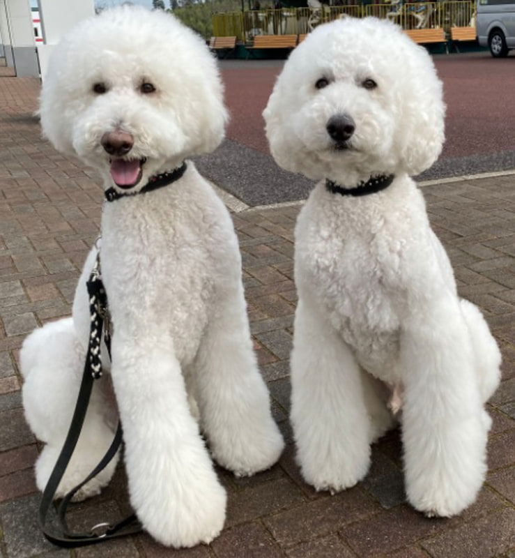 RIKUと GAKU（たまねぎ）：Instagramで57万人以上のフォロワーを持つスタンダードプードルのRIKUとGAKU。写真集も出版され、世界中に「癒やし」を届けている