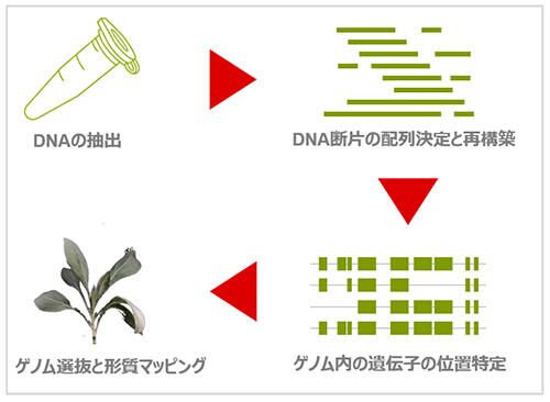 DNA配列解析から品種改良までのイメージ