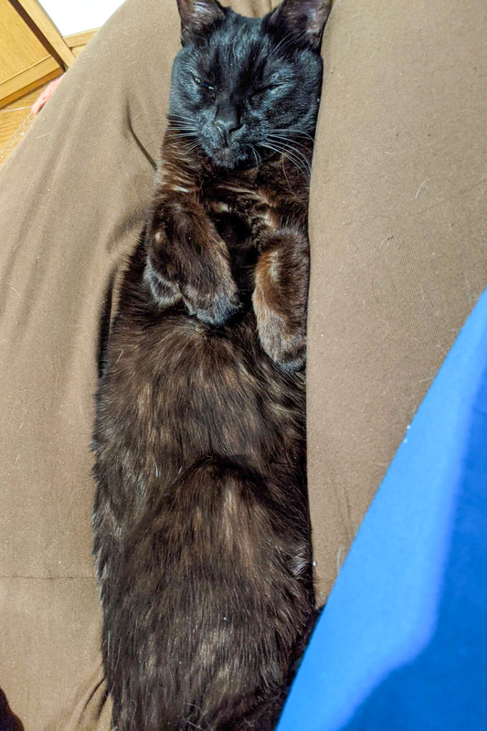 本日は、ビーズクッションにはさまって満足そうに伸びているお猫さまをお届けします。時々中身と戦ったりしていますが（音がして楽しいらしい）、だいたいは埋まってうっとりしています