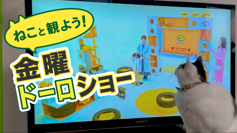 猫参加型の交通にゃん全番組「金曜ドーロショー」