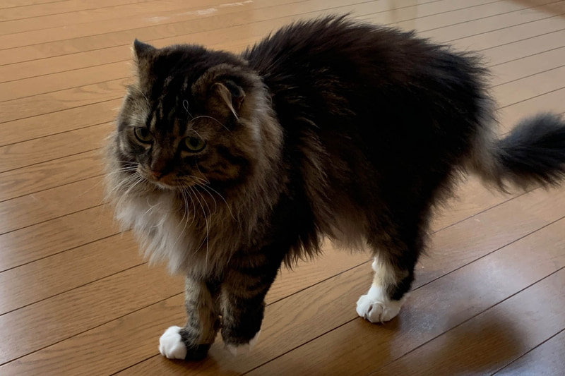 前足が短くて、まさに猫背のムクはこんな格好で歩きます