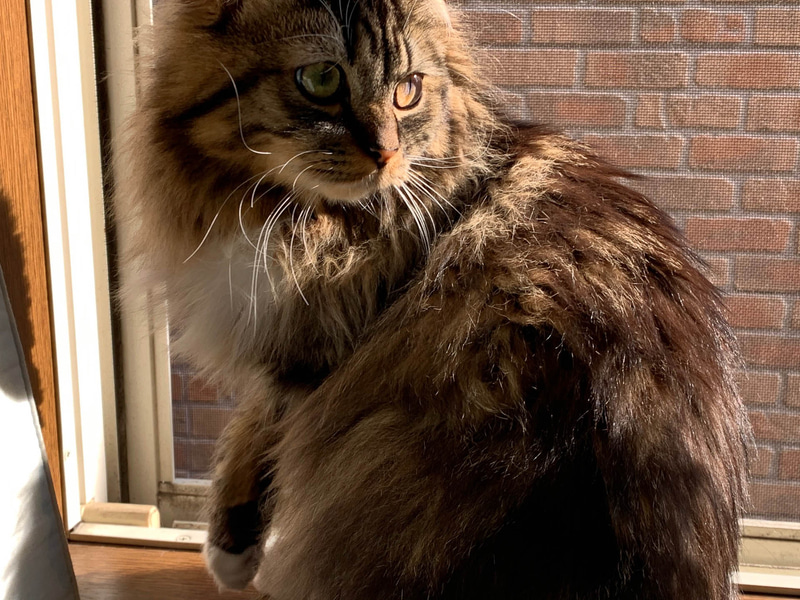 窓際で遊ぼうと言ってます