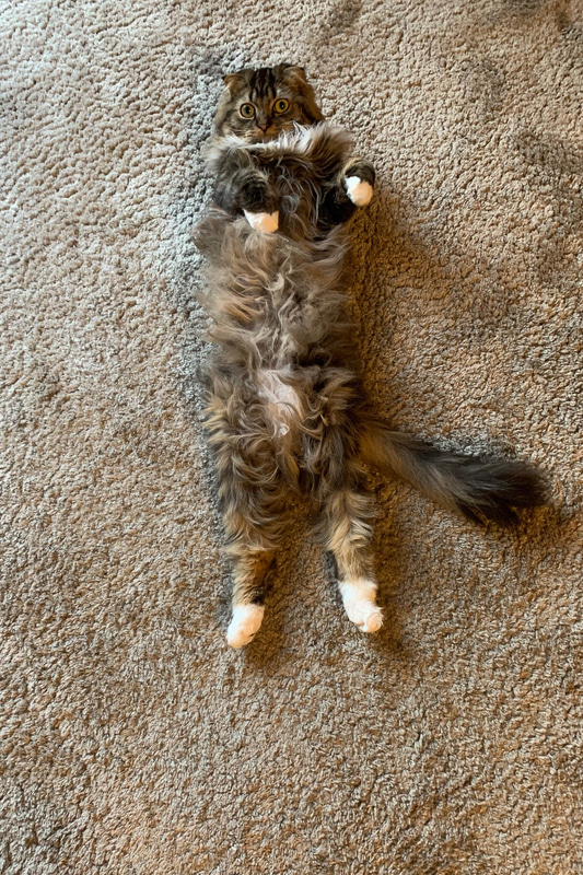 仰向けヘソテンのムク。無防備すぎると思います