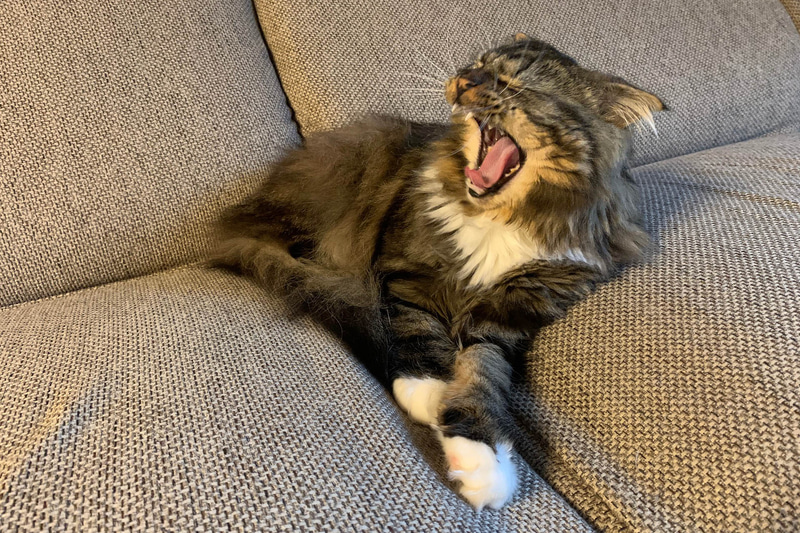 退屈そうなムクでした……。ボクもお外に出たいぞ～