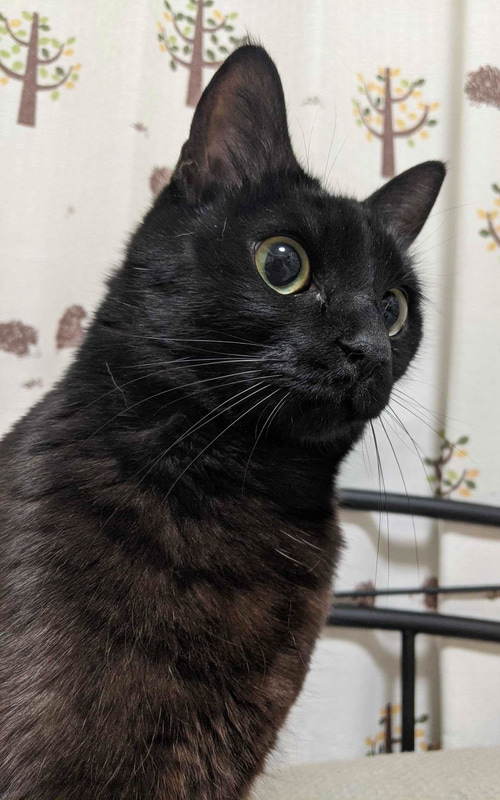 わが家のネコは冬毛から夏毛にチェンジして、ちょっとだけシュッとしました