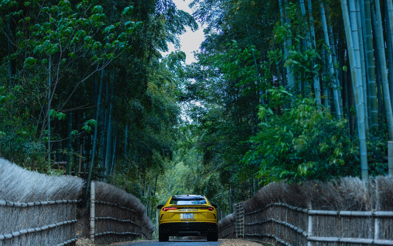 【京都】西ノ岡竹林道