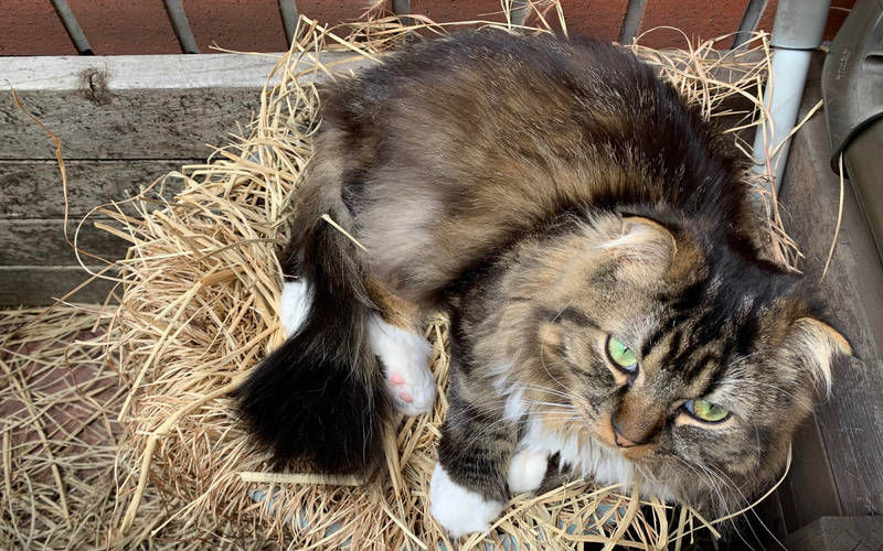 ヤサグレムク。目が不機嫌です