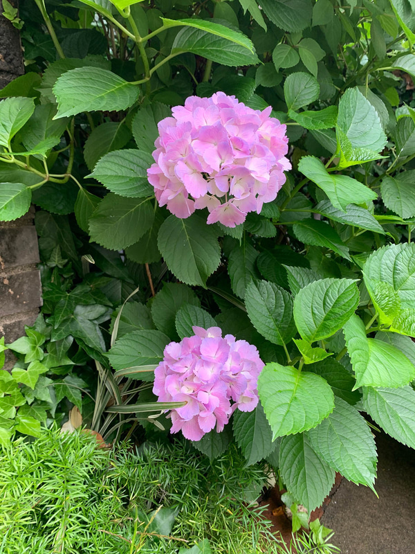 梅雨時なのでアジサイを添えてみました