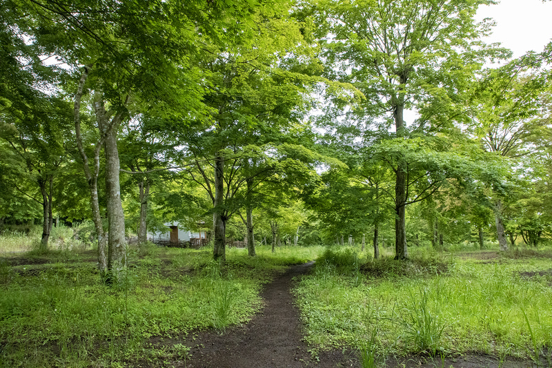 サイト内の風景。サイトは17個あり、サイト内へのクルマの乗り入れは不可なのでテント泊用のキャンプ場と思っていい。サイト内の主な樹木は紅葉なので秋に行くと最高の光景だろう